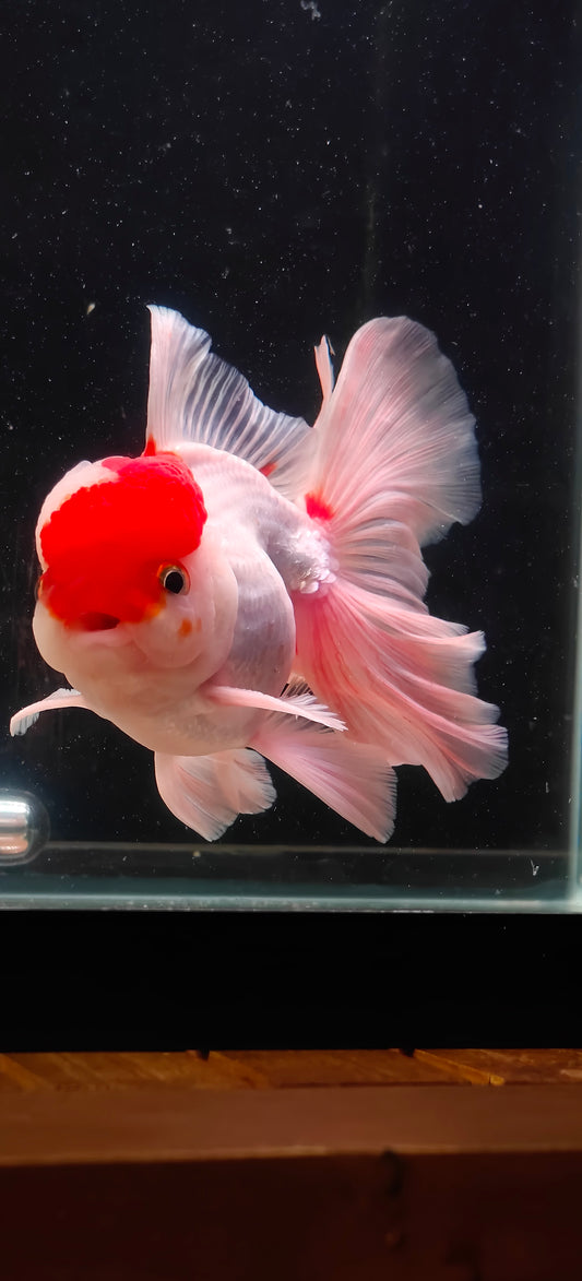 Tancho Pink Rose Tails ORANDA 5.5in Male