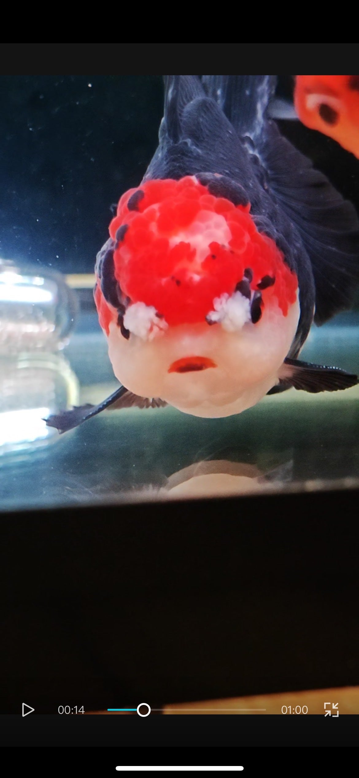 Tancho Black Eyelashes POM - POM ORANDA Male 3.5in