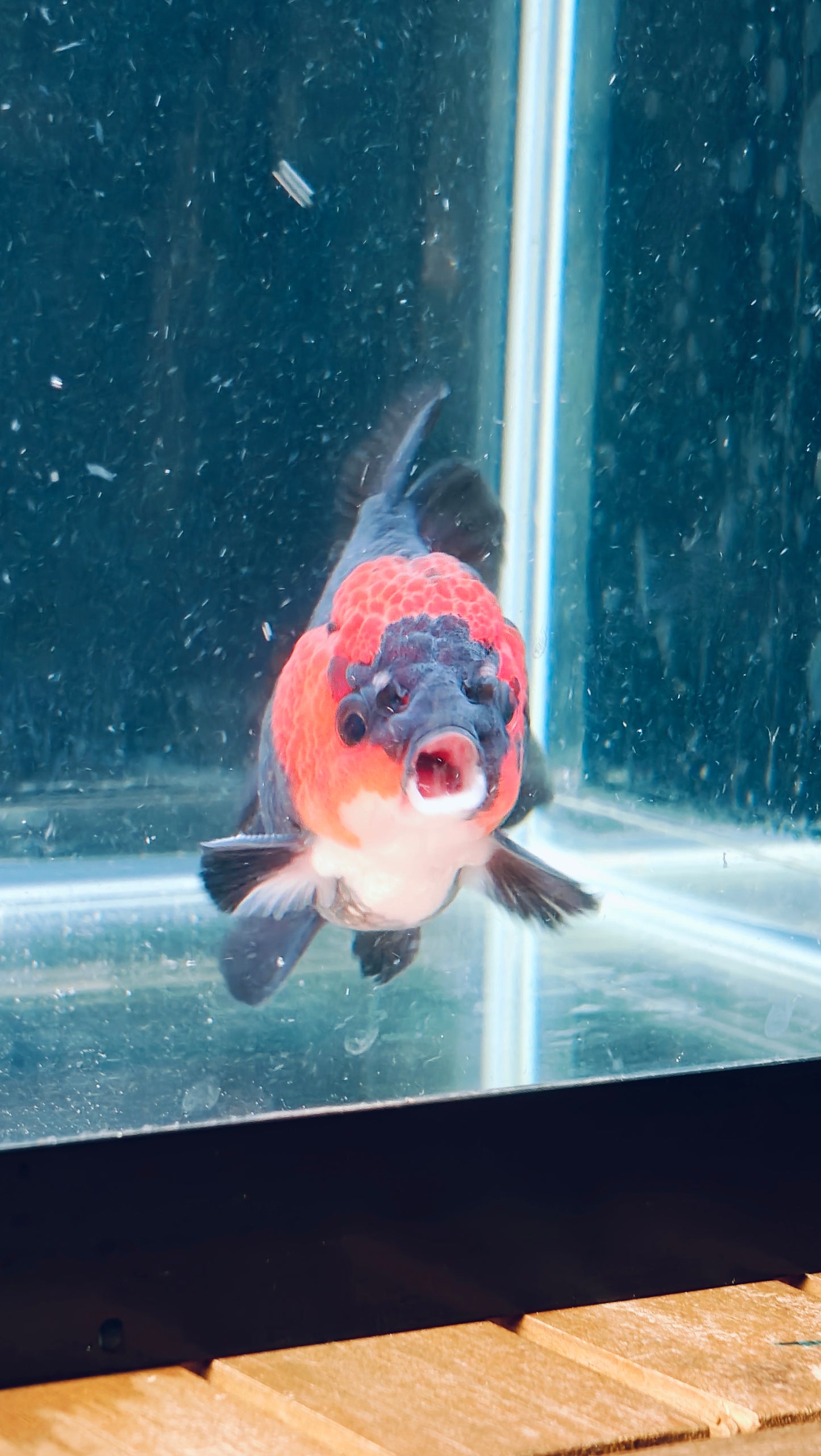 Tancho Black Monkey Face Sushi Head ORANDA Male 3.5in