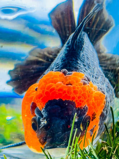 Tancho Black Monkey Face Sushi Head ORANDA Male 3.5in