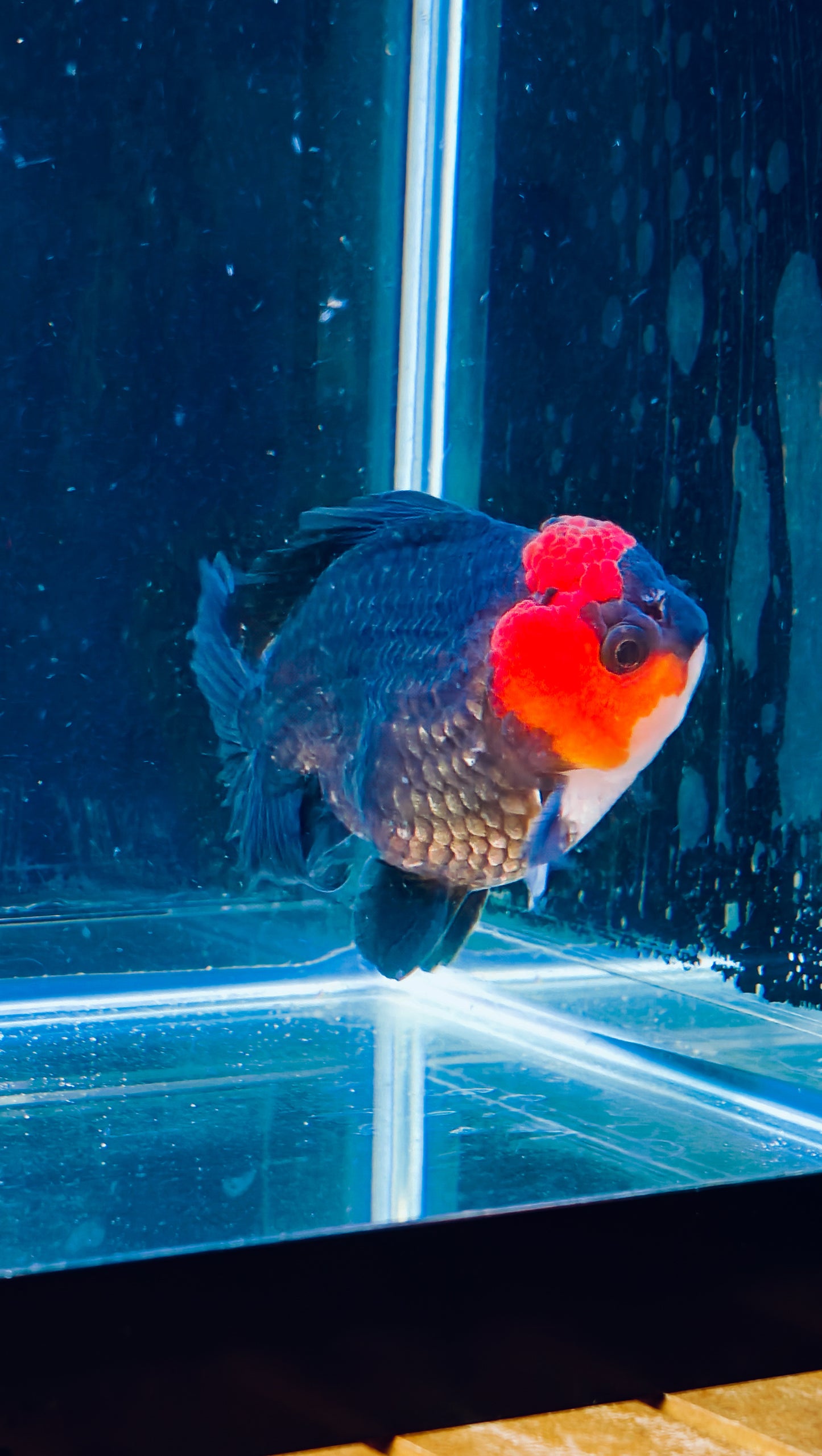 Tancho Black Monkey Face Sushi Head ORANDA Male 3.5in