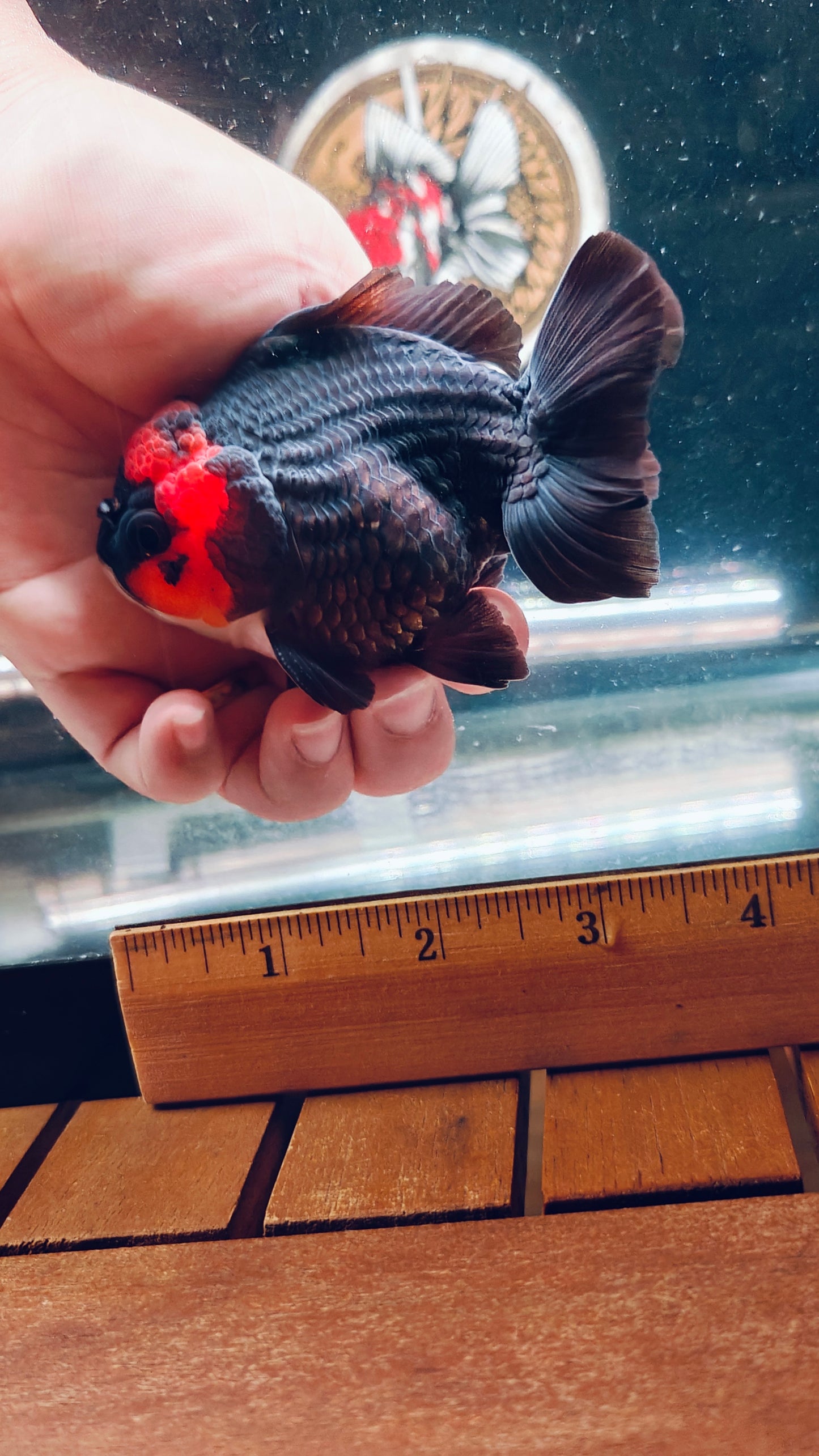 Tancho Black Monkey Face Sushi Head ORANDA Male 3.5in