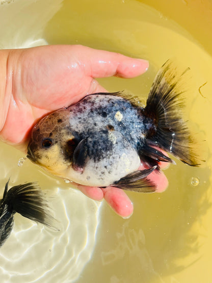 Snow Leopard SHOGUN Signature ORANDA 5.5in Male