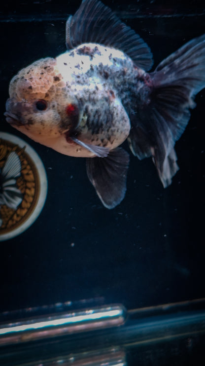 Snow Leopard SHOGUN Signature ORANDA 5.5in Male