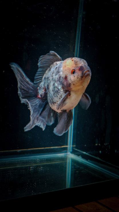 Snow Leopard SHOGUN Signature ORANDA 5.5in Male