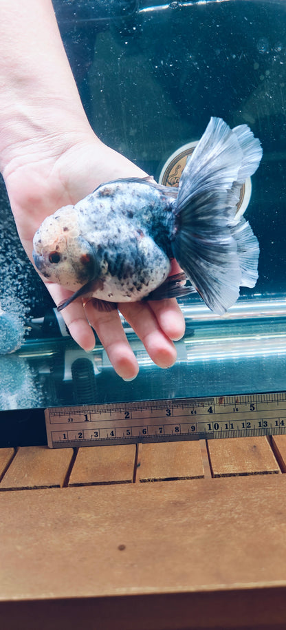 Snow Leopard SHOGUN Signature ORANDA 5.5in Male