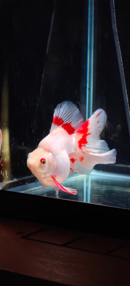 RYUKIN Super White Red Long Tails  Male 5.25in