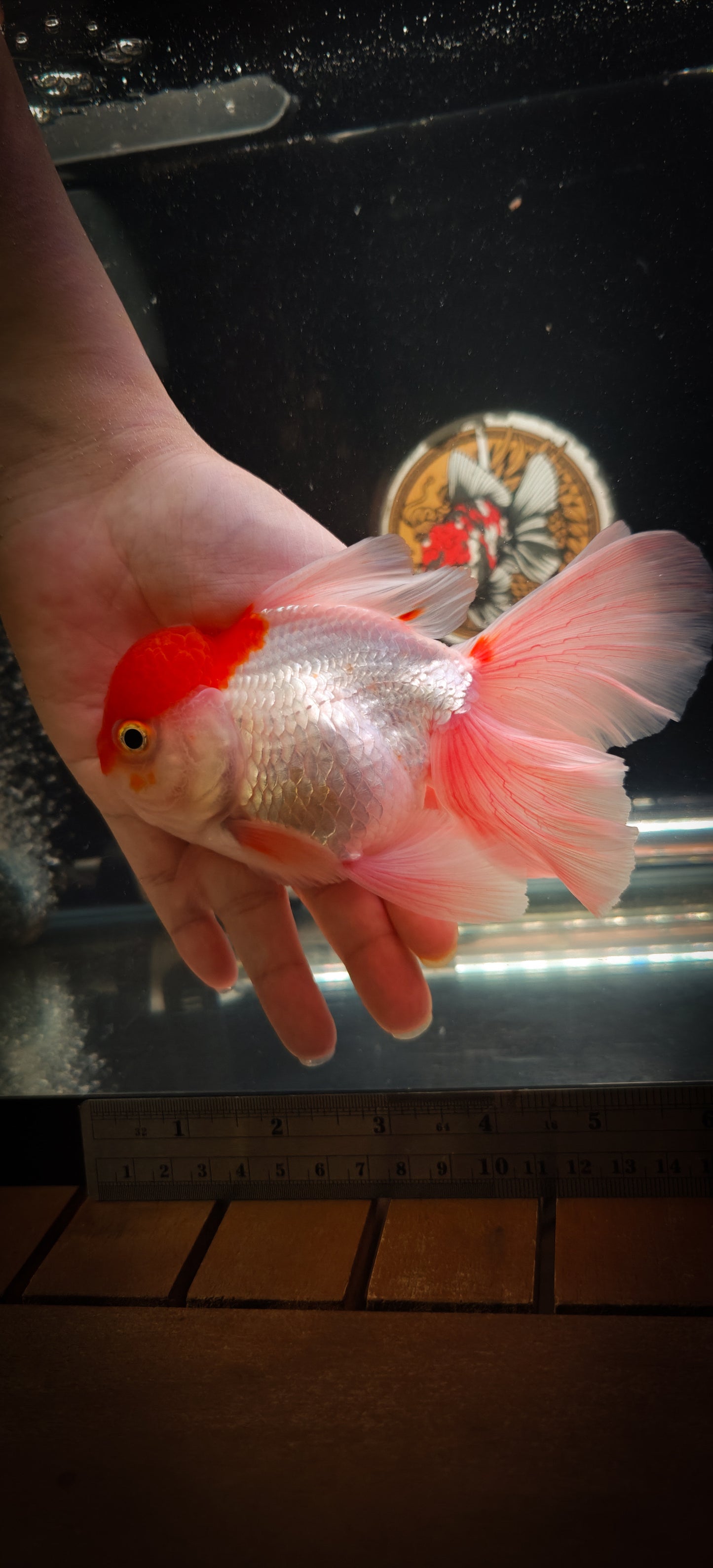 Tancho Pink Rose Tails ORANDA 5.5in Male