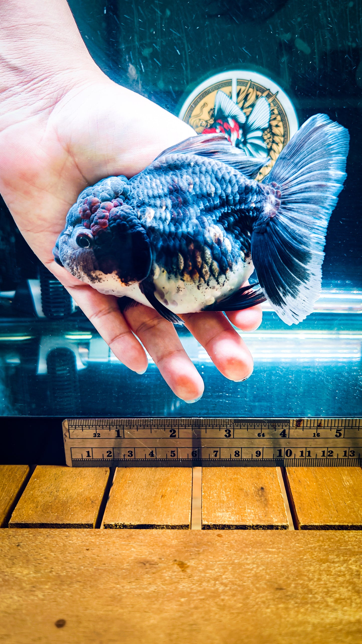 Kirin SHOGUN Signature ORANDA 5in Female