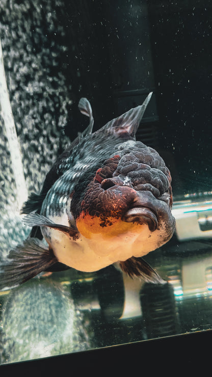 Kirin SHOGUN Signature ORANDA 5in Female