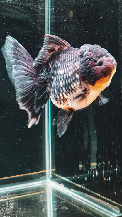 Kirin SHOGUN Signature ORANDA 5in Female