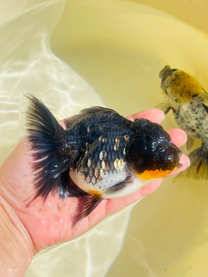 Kirin SHOGUN Signature ORANDA 5in Female