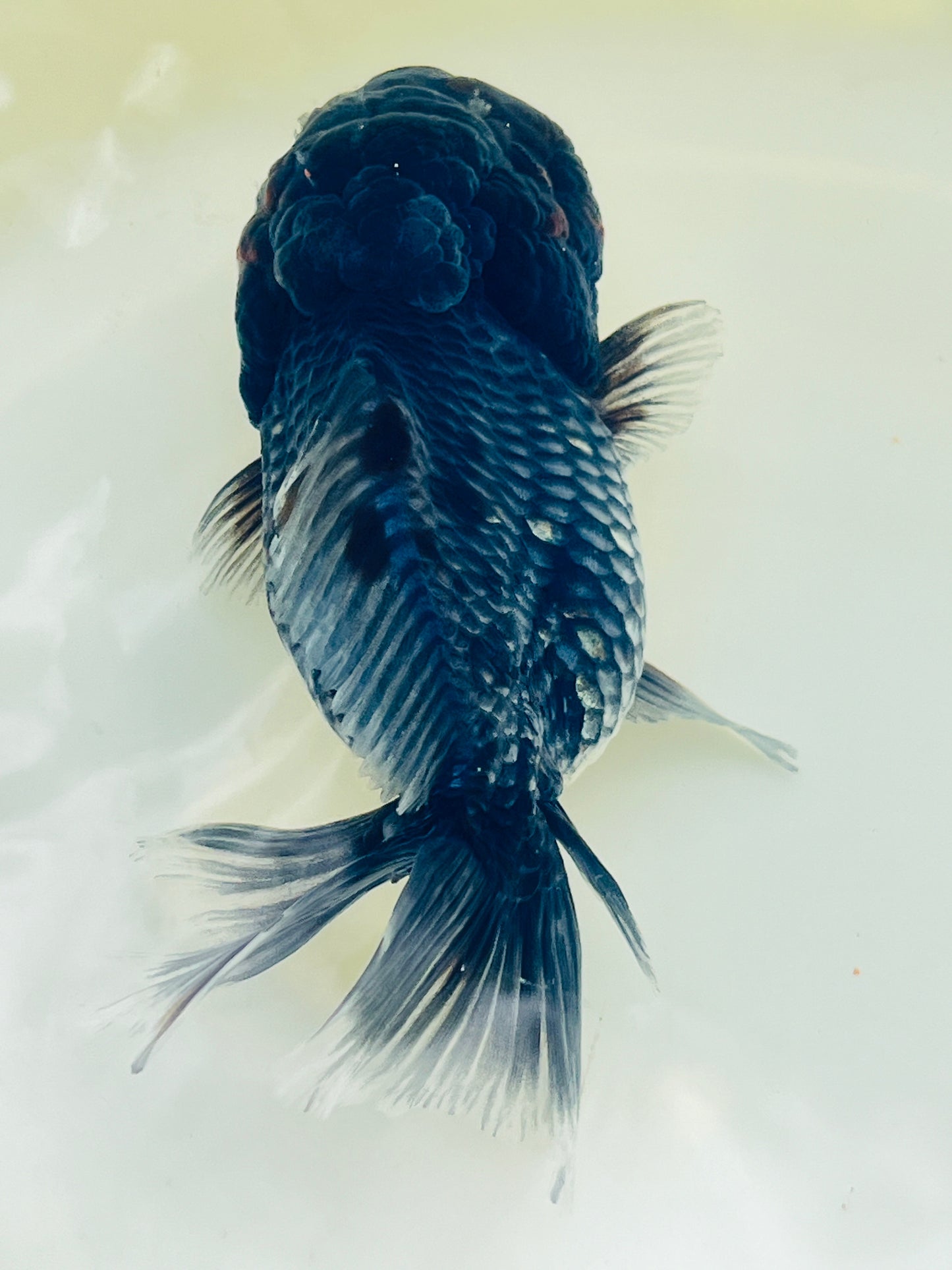 Kirin SHOGUN Signature ORANDA 5in Female