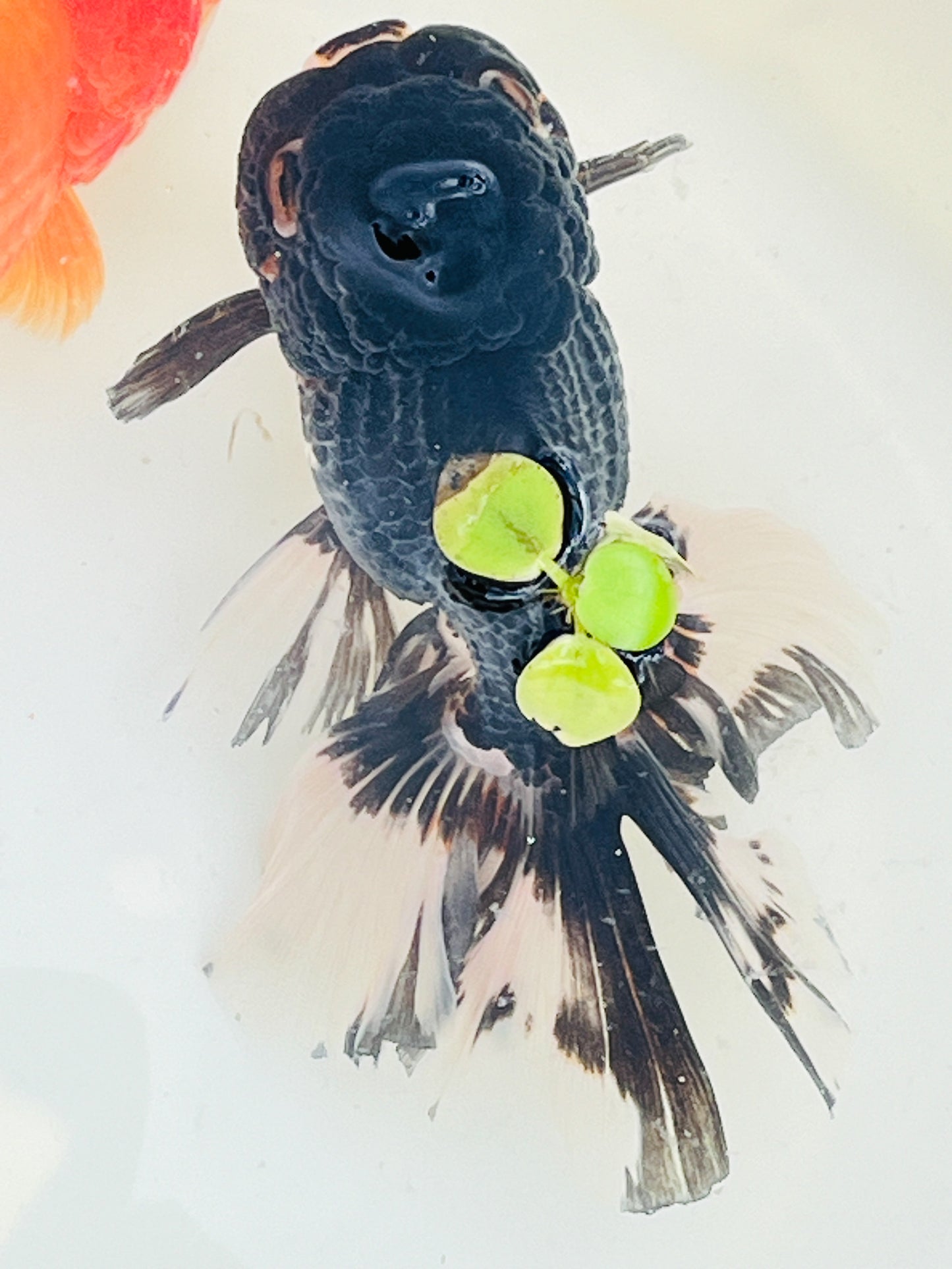 Tulip Tails Black Apache ORANDA 5.5in Male