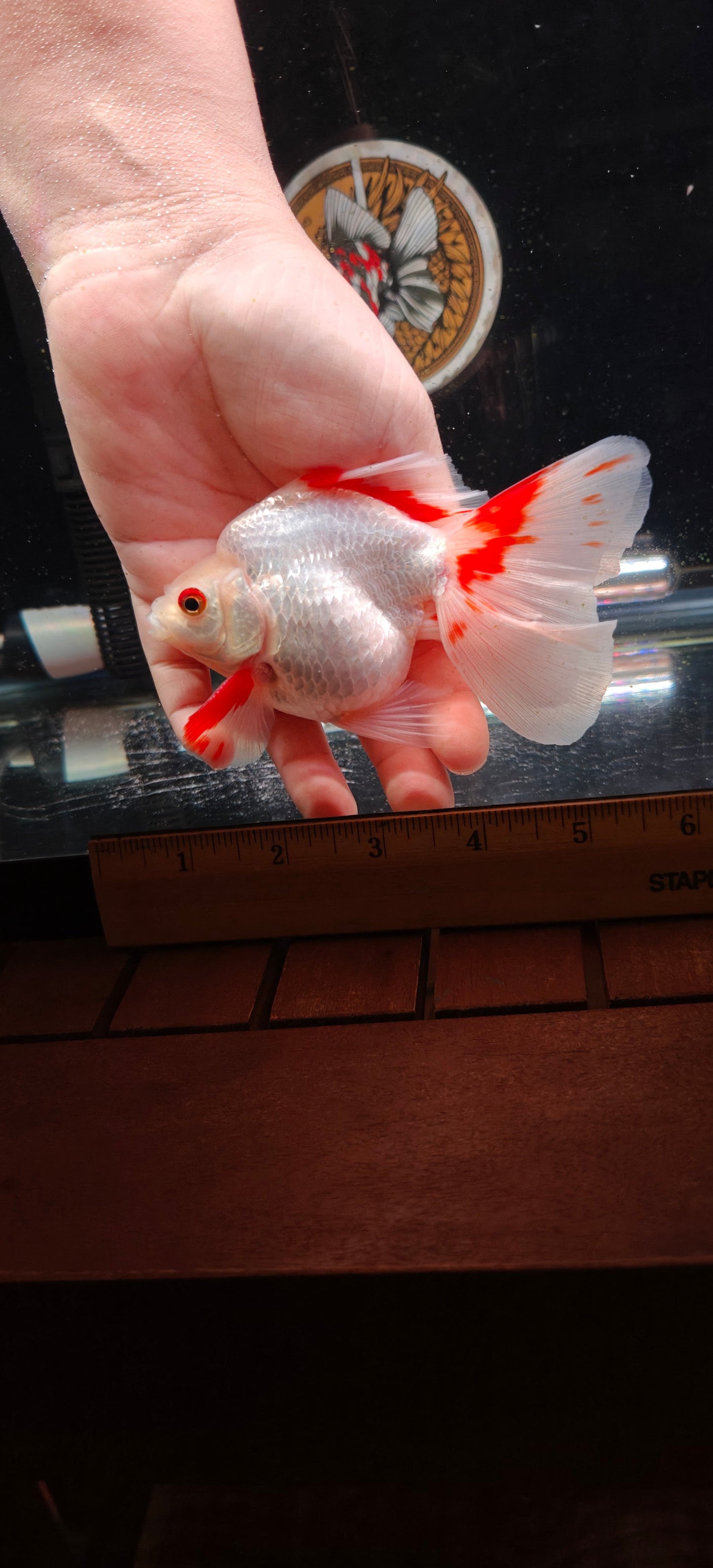 RYUKIN Super White Red Long Tails  Male 5.25in