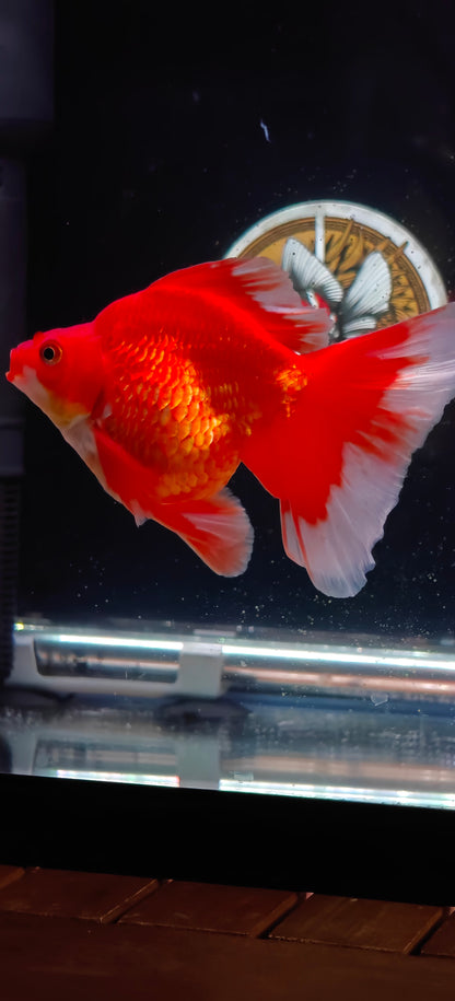 RYUKIN Super Red White Long Tails Male 5in