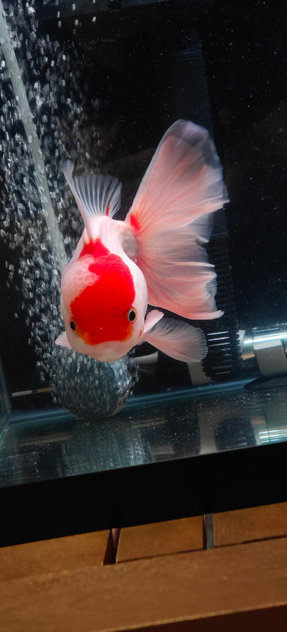 Tancho Pink Rose Tails ORANDA 5.5in Male