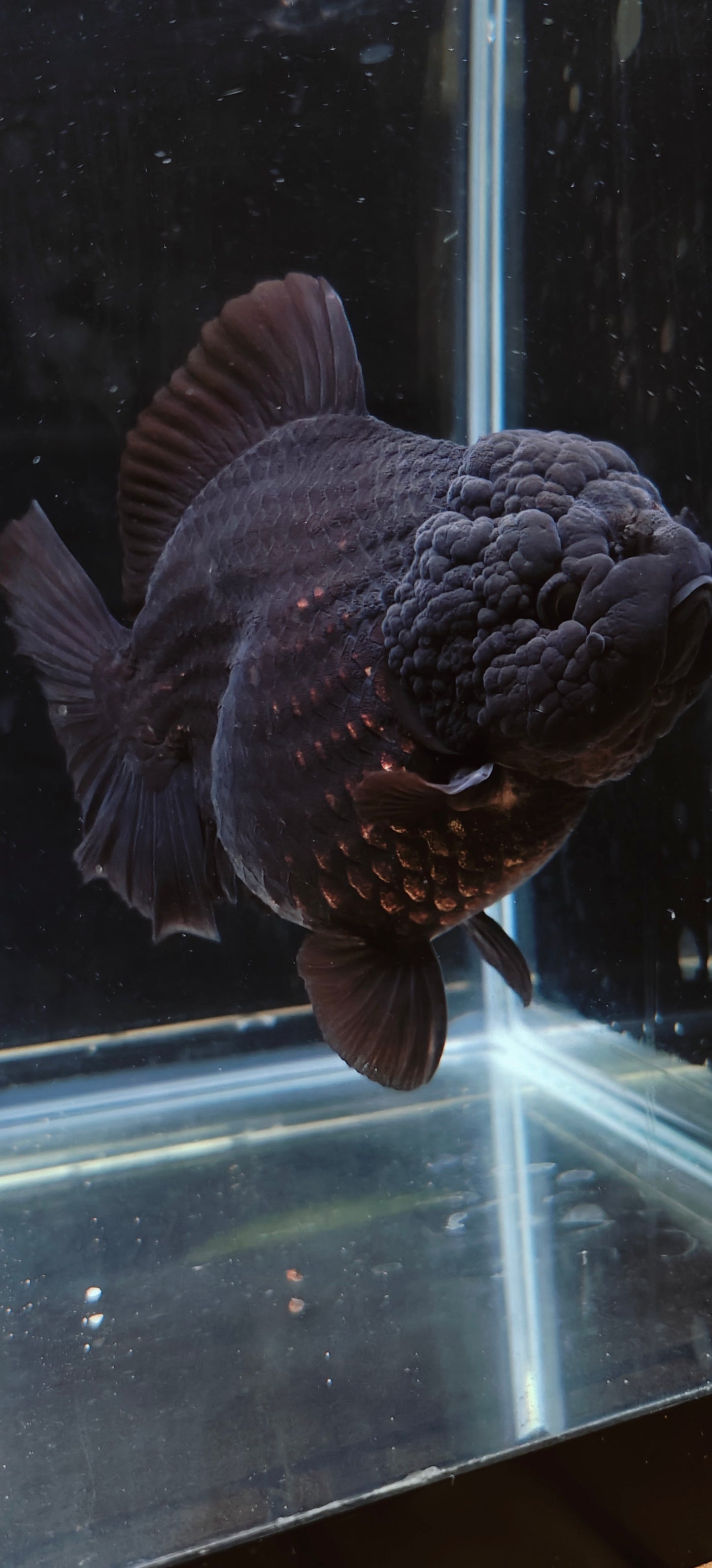 King Kong from SHOGUN | JUMBO ORANDA | Female 6in