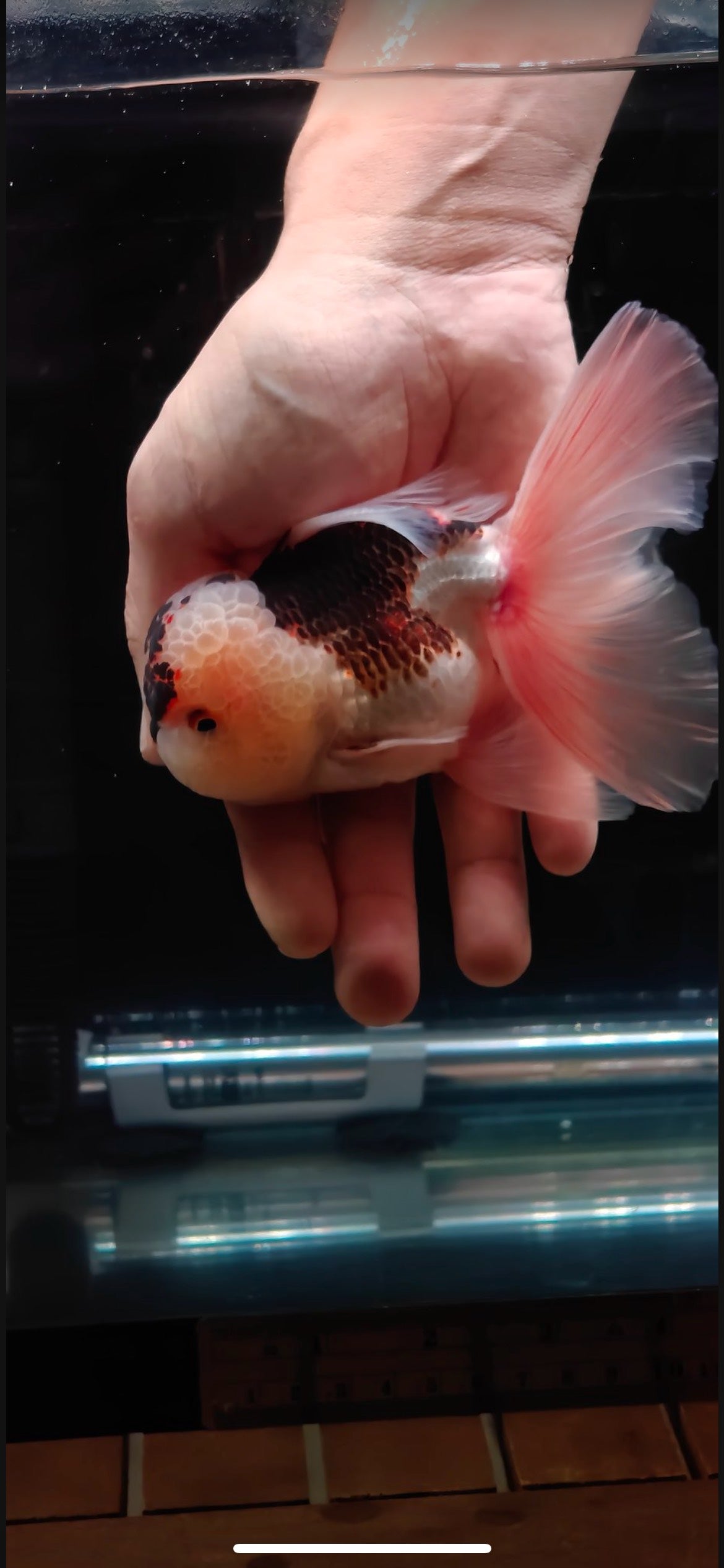 Pink Rose Tails and Jelly - Unique Birthmark | ORANDA | Female 5in