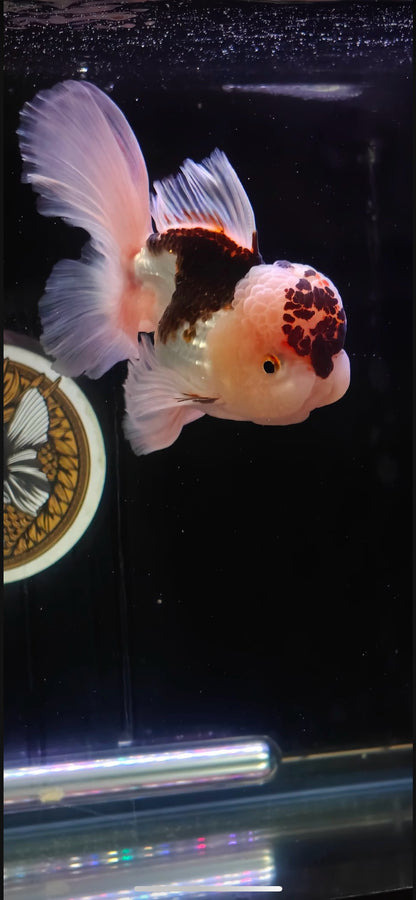 Pink Rose Tails and Jelly - Unique Birthmark | ORANDA | Female 5in