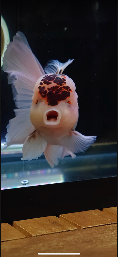 Pink Rose Tails and Jelly - Unique Birthmark | ORANDA | Female 5in