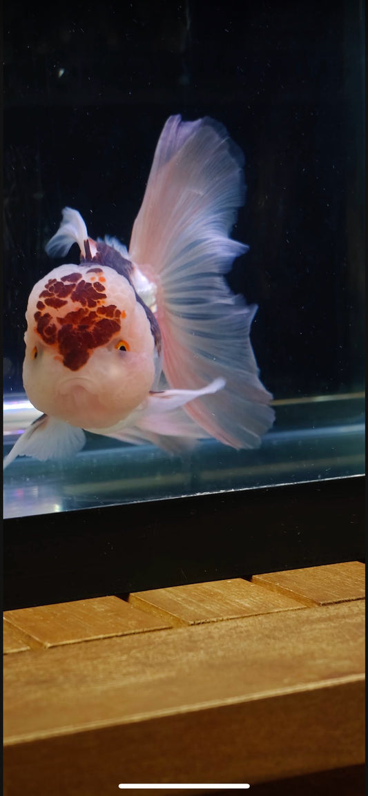 Pink Rose Tails and Jelly - Unique Birthmark | ORANDA | Female 5in