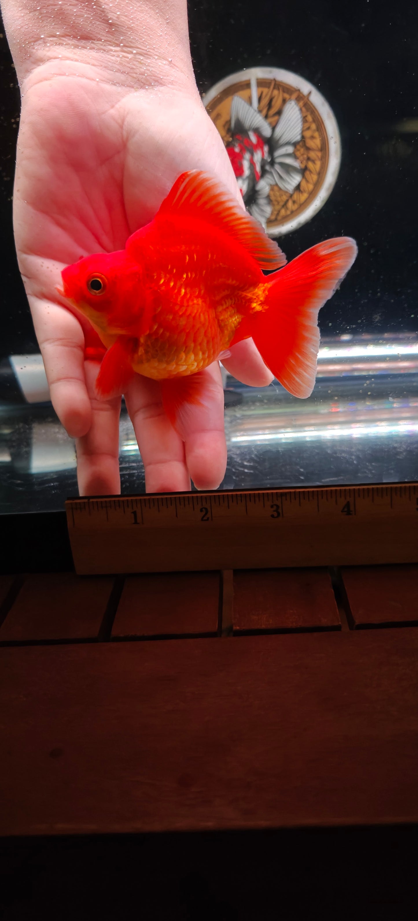 RYUKIN Super Red Medium Tails Male 4in