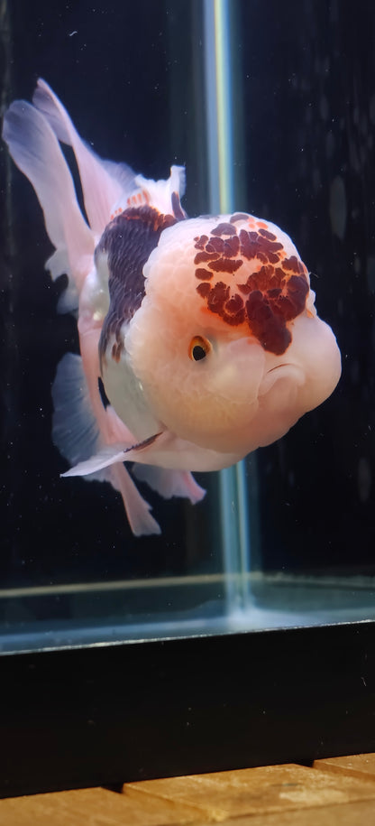 Pink Rose Tails and Jelly - Unique Birthmark | ORANDA | Female 5in