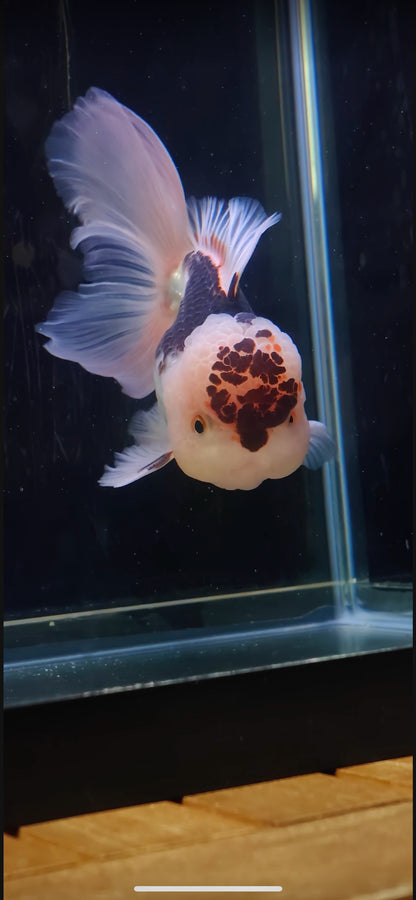 Pink Rose Tails and Jelly - Unique Birthmark | ORANDA | Female 5in