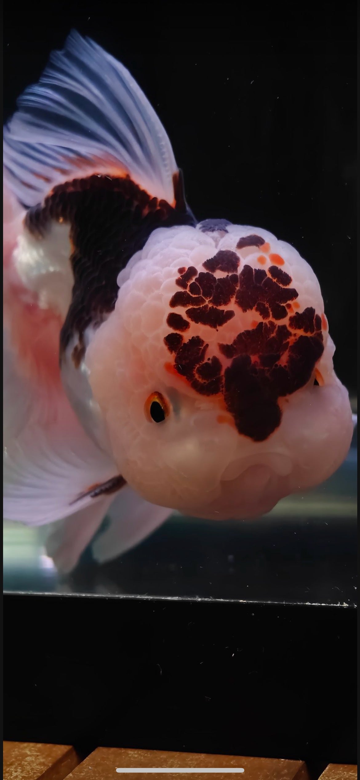 Pink Rose Tails and Jelly - Unique Birthmark | ORANDA | Female 5in