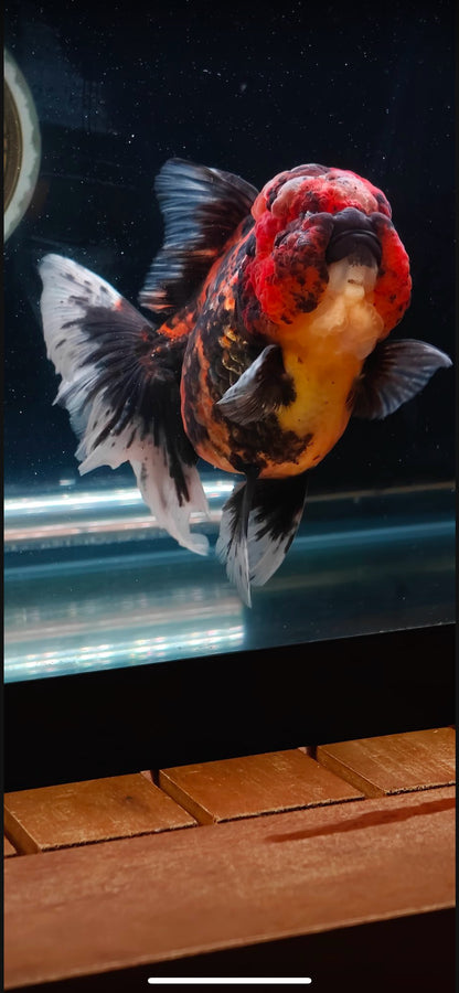 Red Tiger Oranda by Mr. SHOGUN | Female | 5in