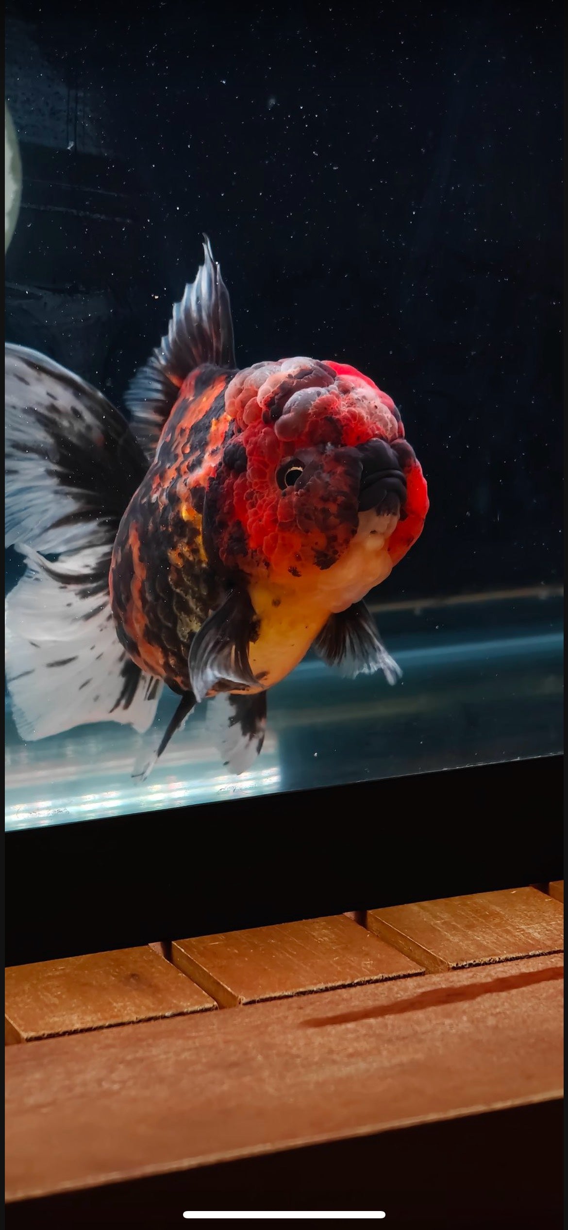 Red Tiger Oranda by Mr. SHOGUN | Female | 5in