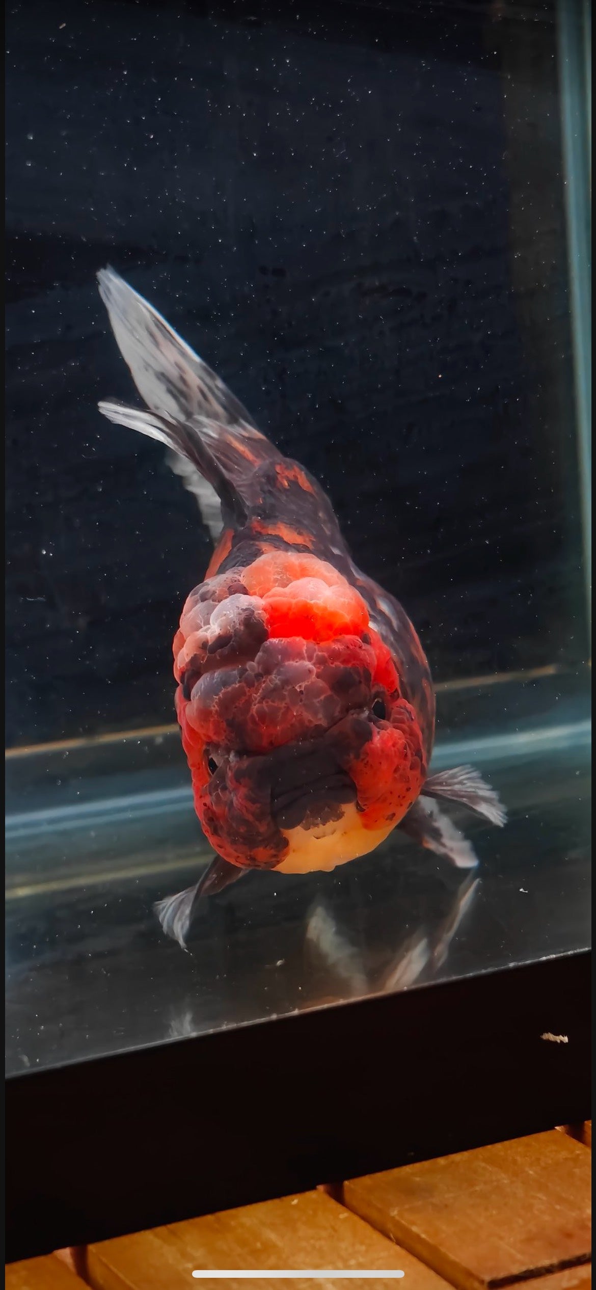 Red Tiger Oranda by Mr. SHOGUN | Female | 5in