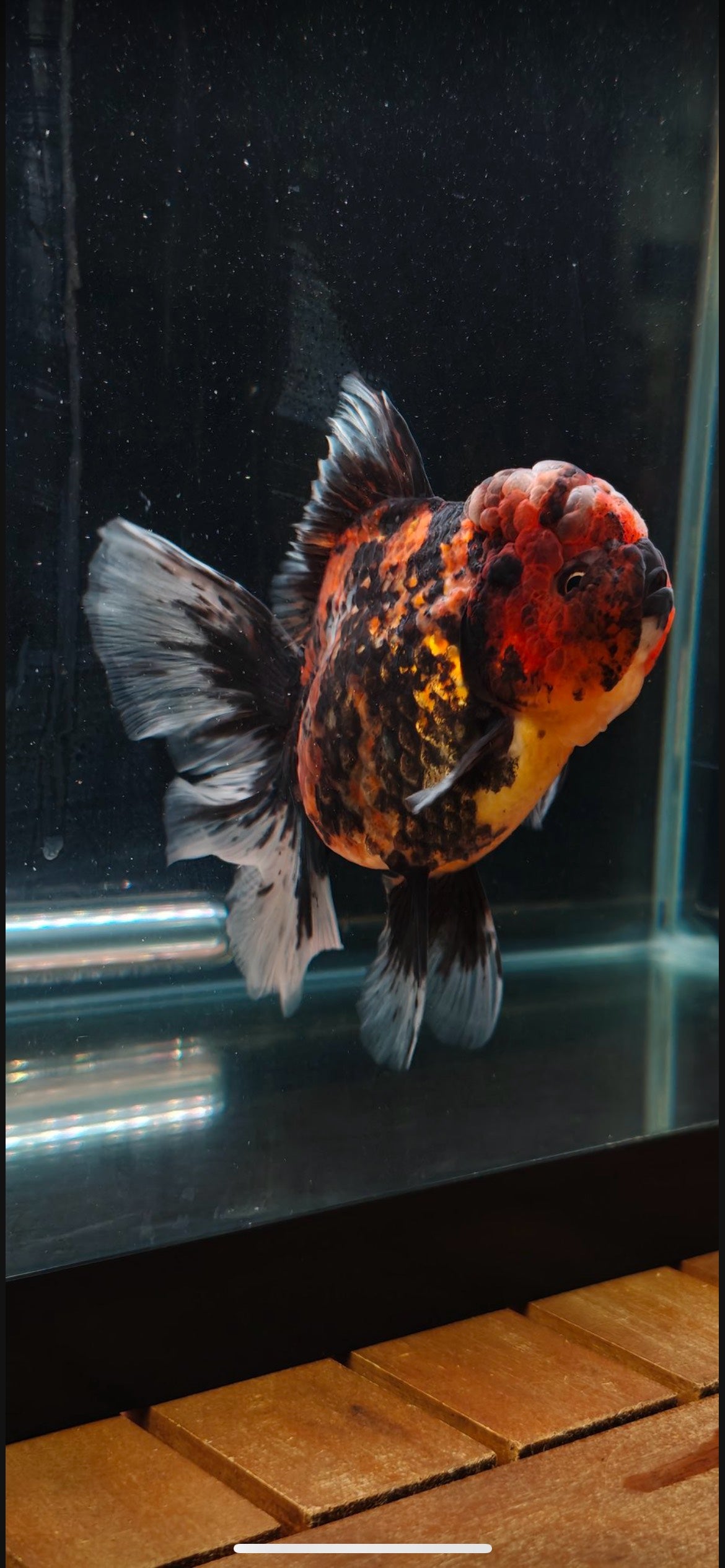 Red Tiger Oranda by Mr. SHOGUN | Female | 5in