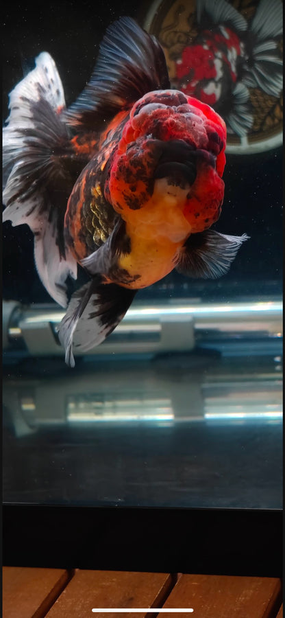 Red Tiger Oranda by Mr. SHOGUN | Female | 5in