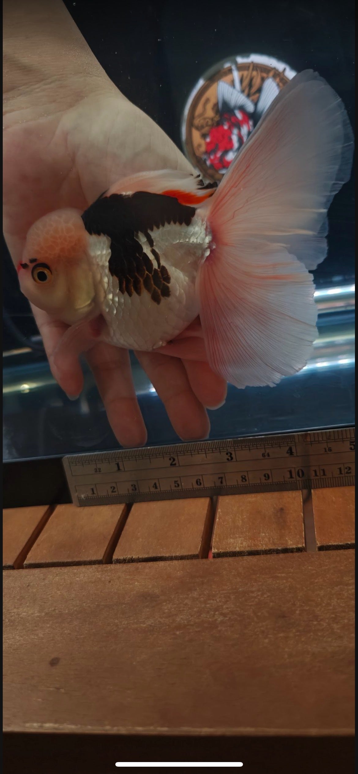 Pink Rose Tails and Jelly - Red Nose and Eyelashes | ORANDA | Female 5in