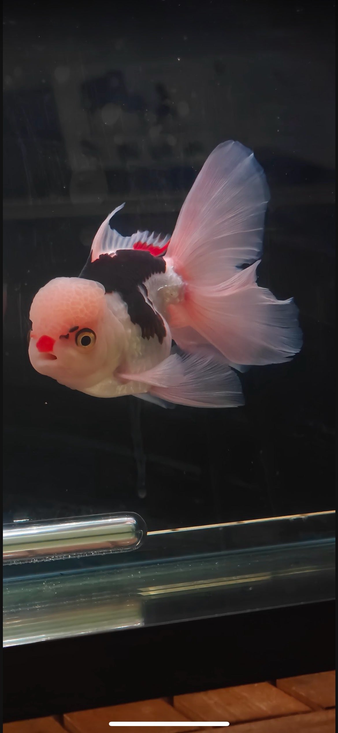 Pink Rose Tails and Jelly - Red Nose and Eyelashes | ORANDA | Female 5in