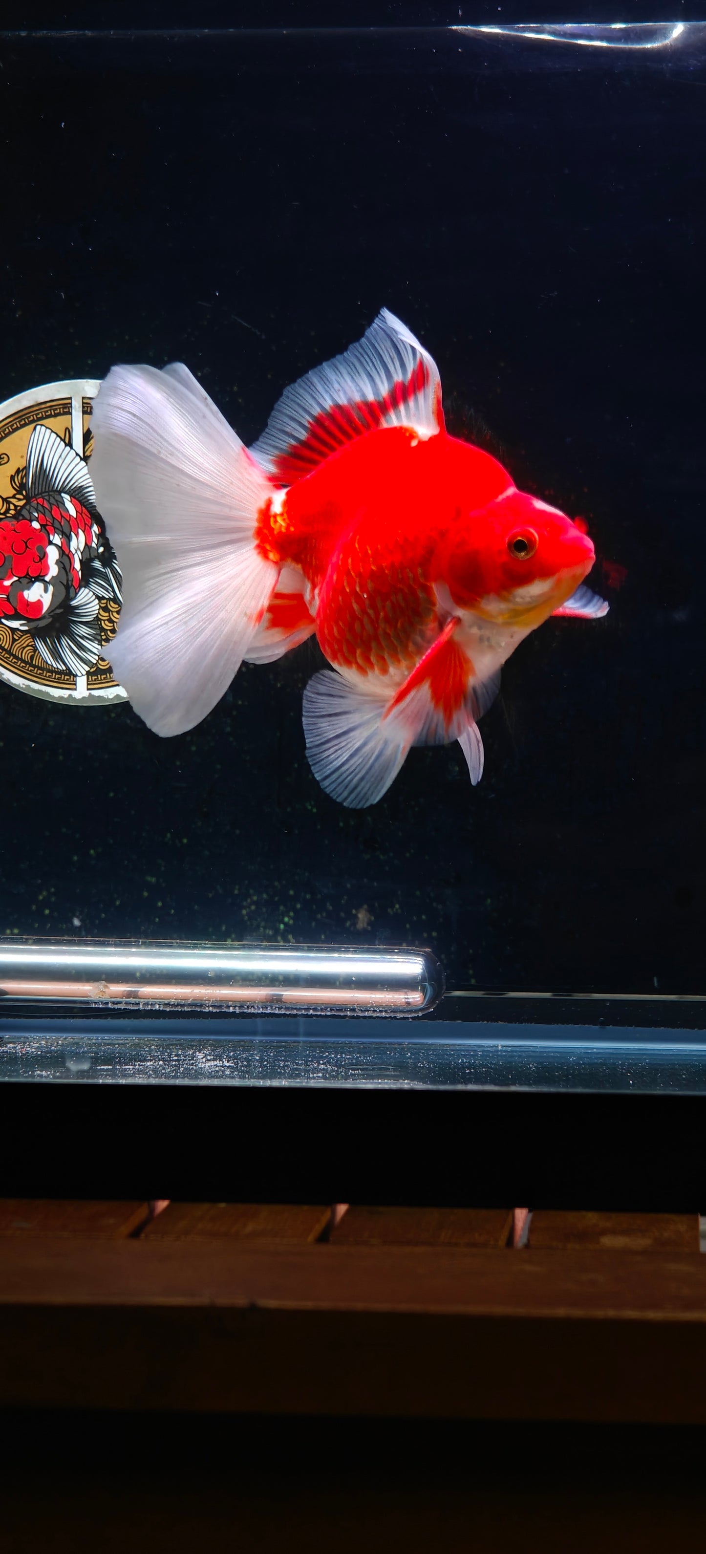 RYUKIN Red White Long Tails Male 5in