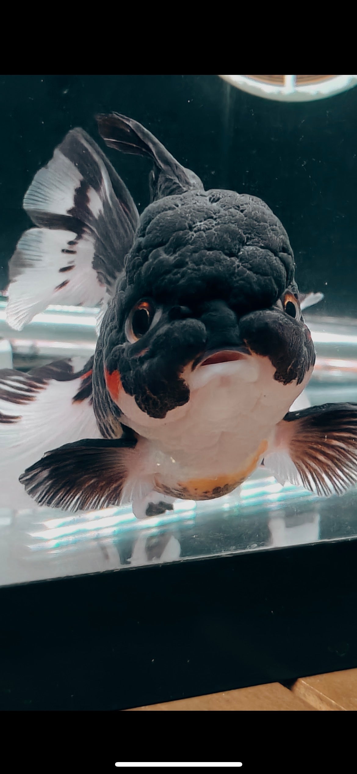 Tulip Tails Black Apache ORANDA 5.5in Male