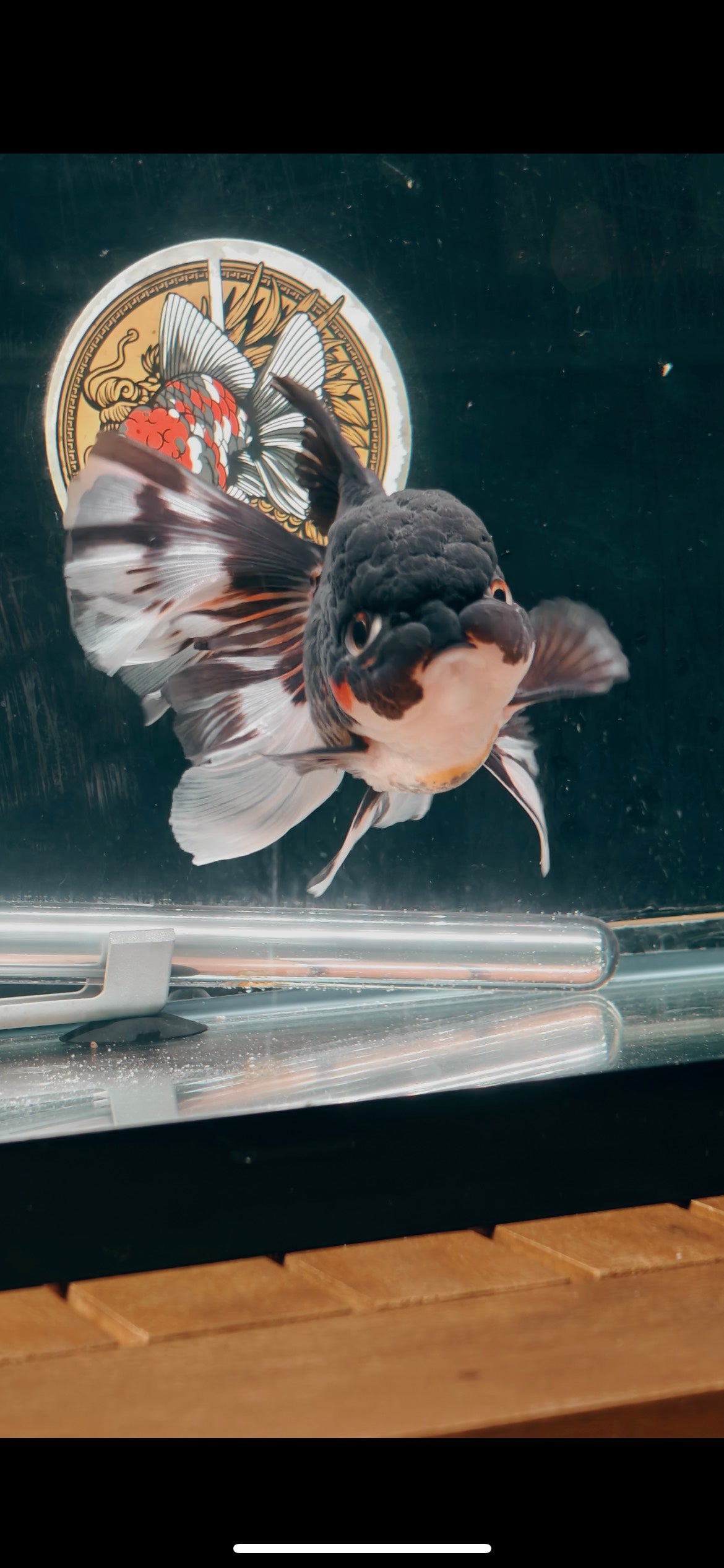 Tulip Tails Black Apache ORANDA 5.5in Male