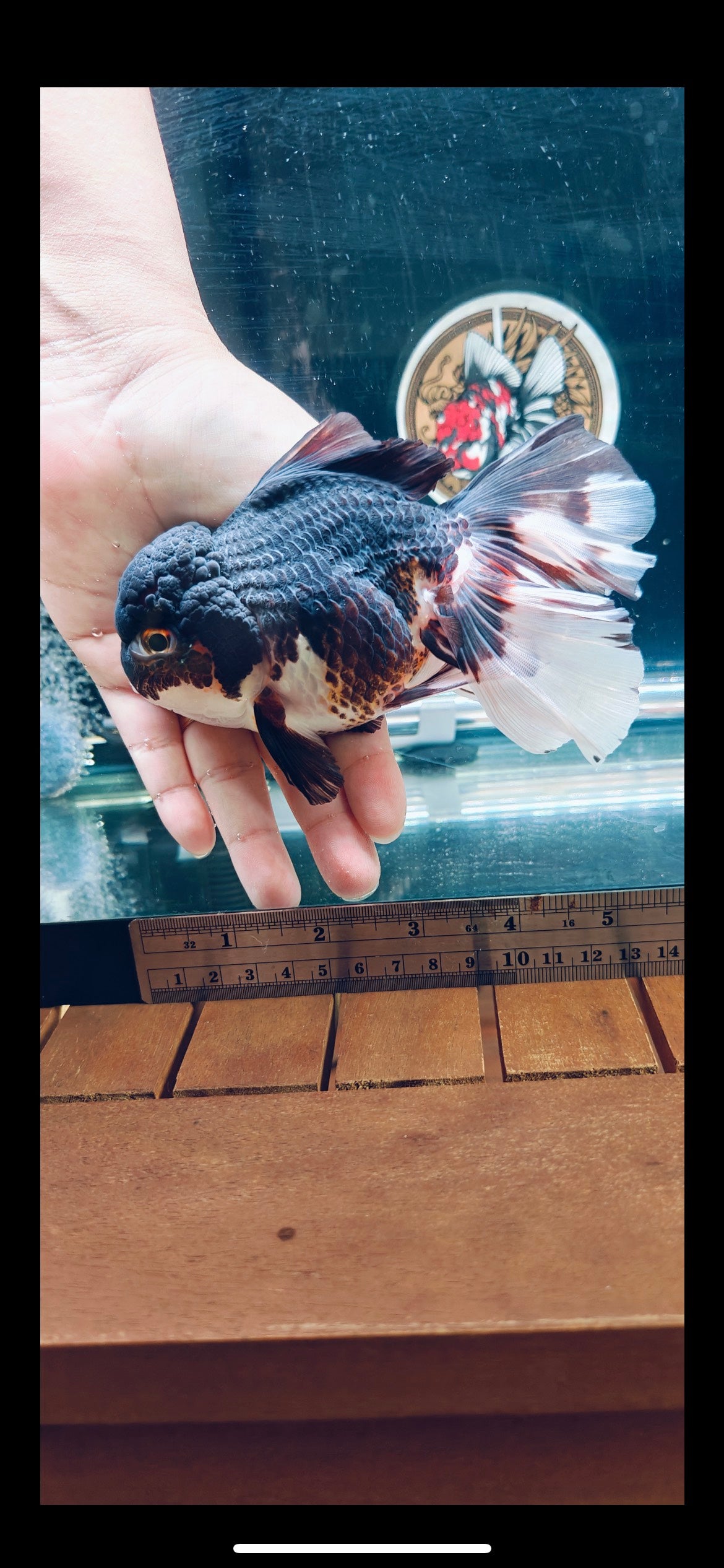 Tulip Tails Black Apache ORANDA 5.5in Male