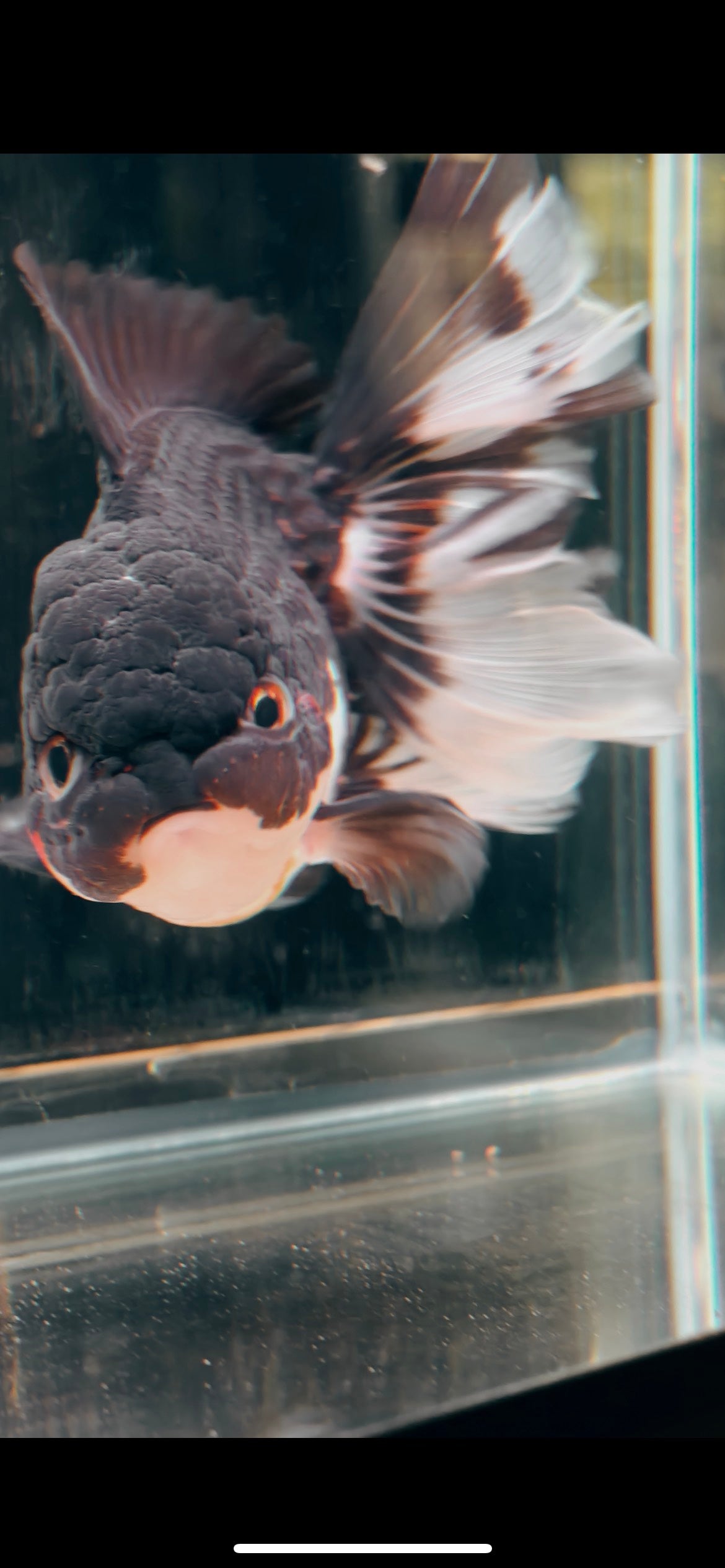 Tulip Tails Black Apache ORANDA 5.5in Male