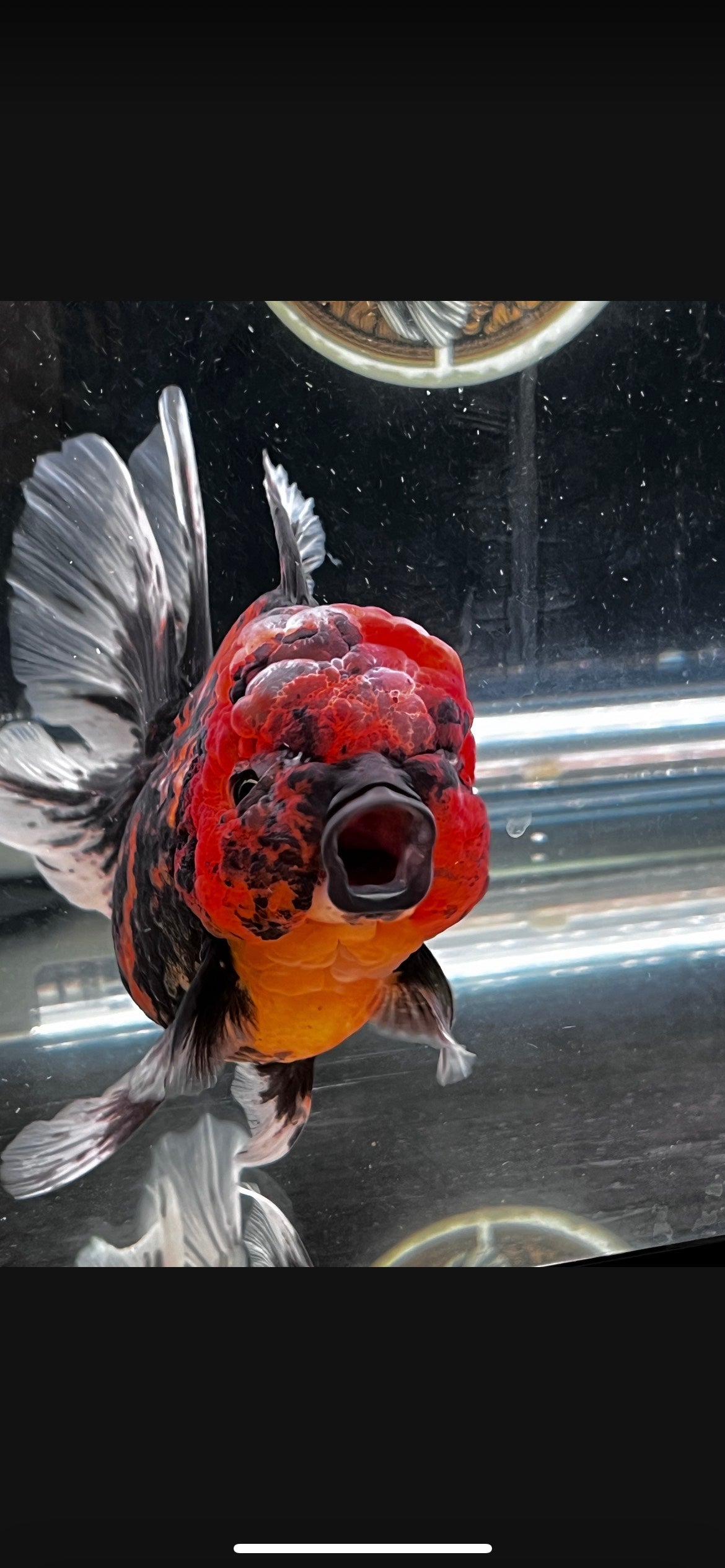 Red Tiger Oranda by Mr. SHOGUN | Female | 5in