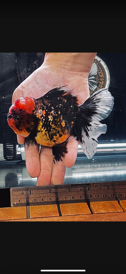 Red Tiger Oranda by Mr. SHOGUN | Female | 5in