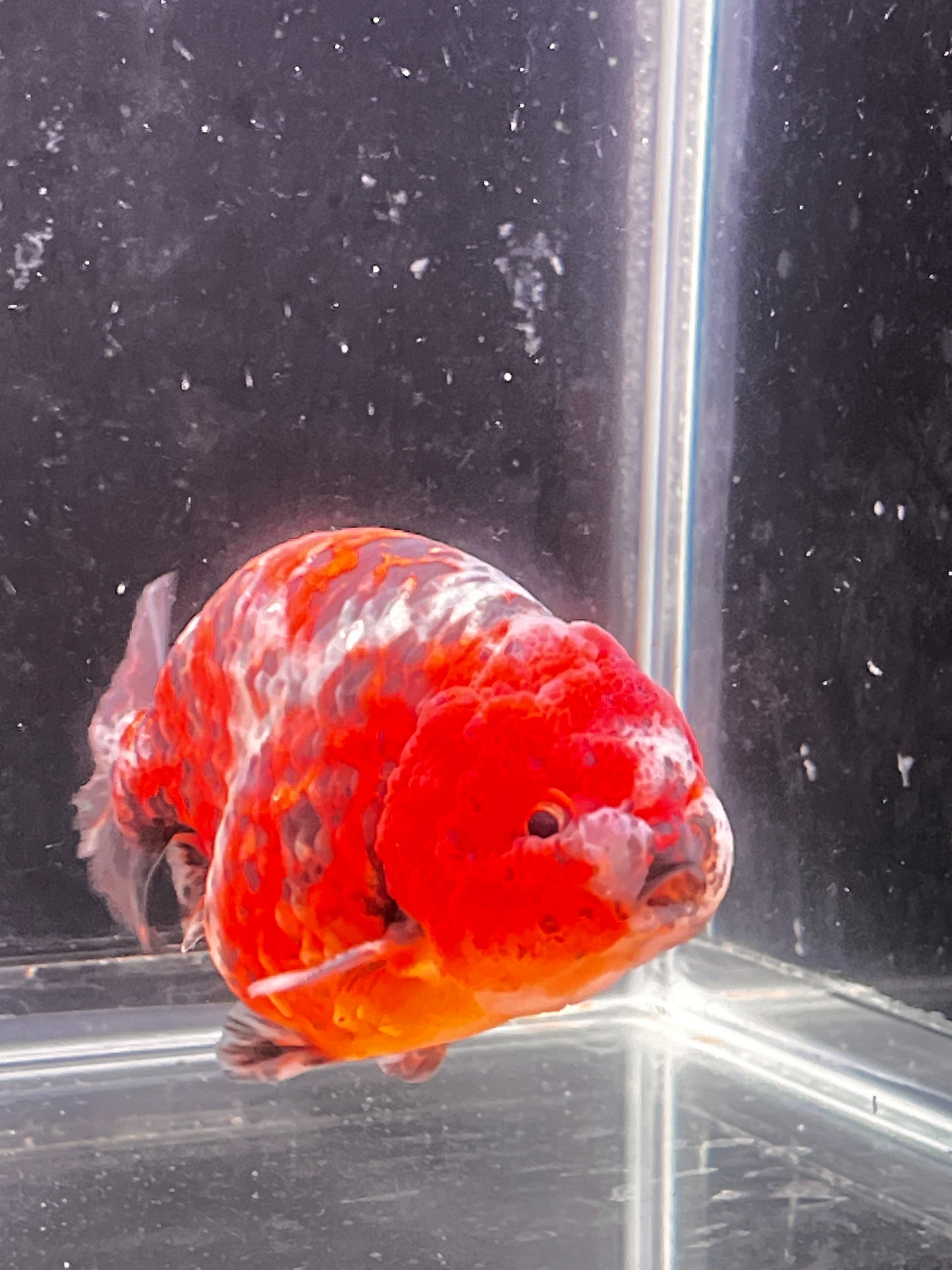 Red Tiger Calico Big Jelly LIONCHU 4in Male