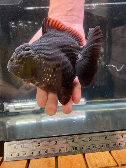 King Kong from SHOGUN | JUMBO ORANDA | Female 6in