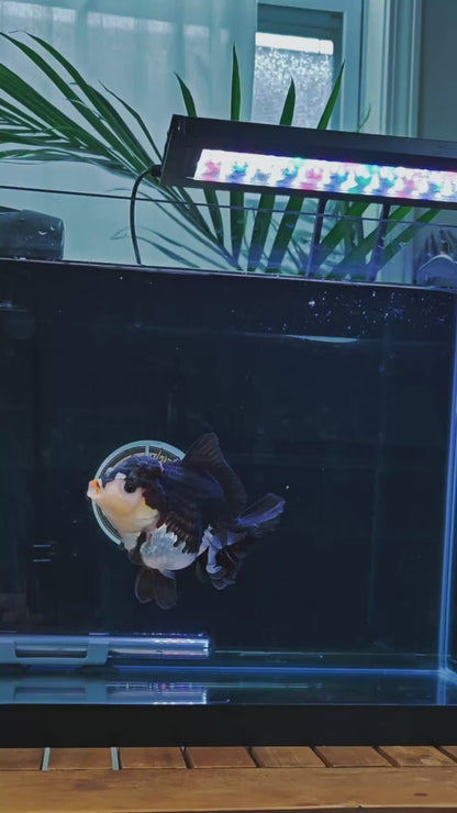 Red Lips Pom-Pom PANDA YUANBAO ORANDA Male 4.5in