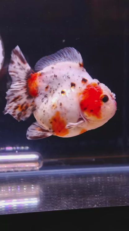 Calico SHOGUN Signature ORANDA 4in Male