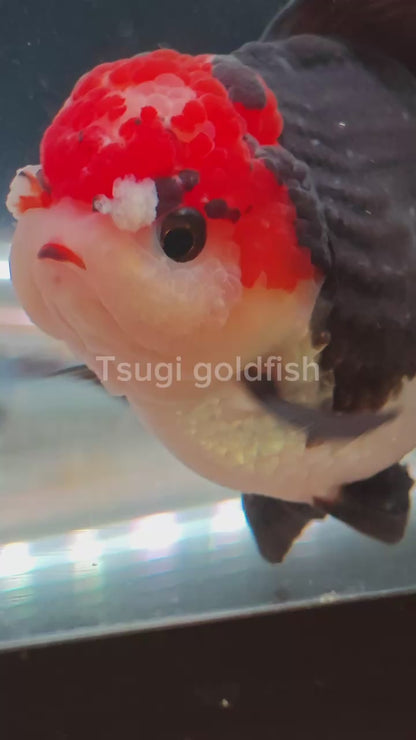 Tancho Black Eyelashes POM - POM ORANDA Male 3.5in