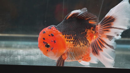 Tricolor ORANDA Male 5in